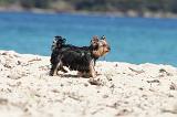 YORKSHIRE TERRIER 122